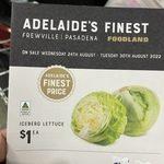 [SA] Iceberg Lettuce