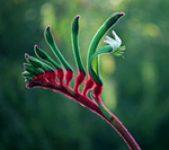 [QLD] Free Native Plants for Residents @ Brisbane City Council